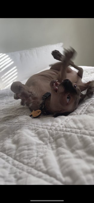 kitty compilation https://t.co/KItDIH9leG