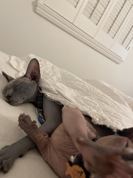 kitty compilation https://t.co/KItDIH9leG