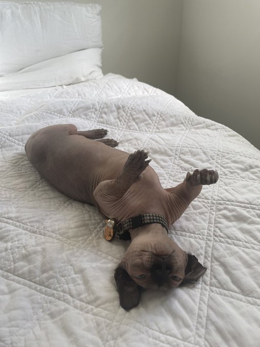 kitty compilation https://t.co/KItDIH9leG