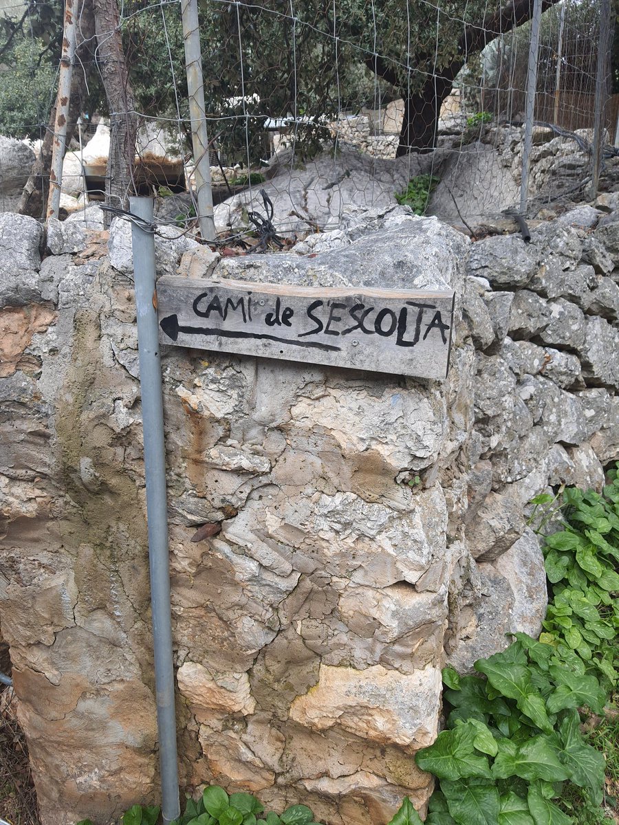 munoznoelia6's tweet photo. Aprovechando que hoy acababamos pronto las clases, hemos ido hasta Valldemosa a hacer la excursión Cami de s'Escolta y a la ermita de la Santísima Trinidad
#22121_uib @EFsaludable_UIB https://t.co/MVjAly6xwf