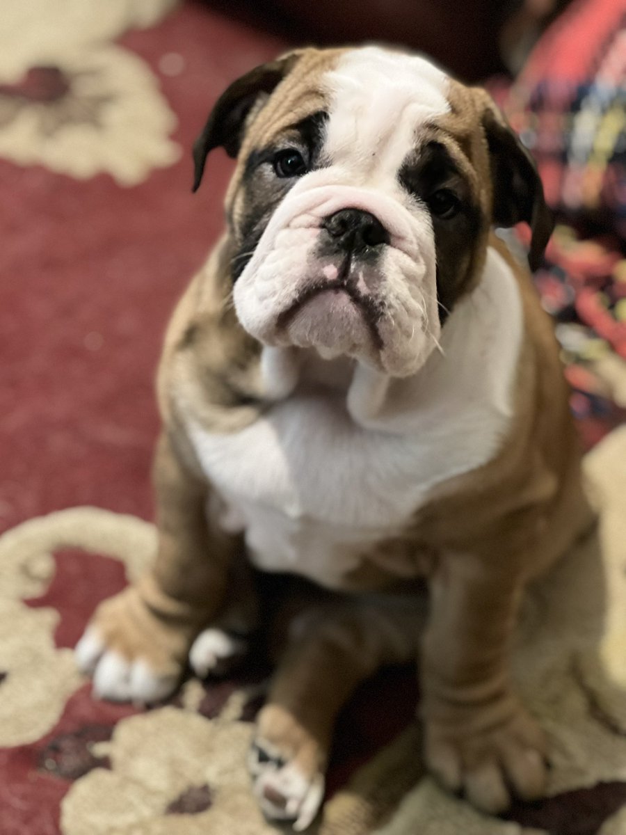 Winnieandchums's tweet image. Hello. My name is Winnie and with my little tail my new friends think I am a piglet. But my mum loves me whatever I look like as I am so gorgeous #englishbulldog #newpuppy #firstdayhome
