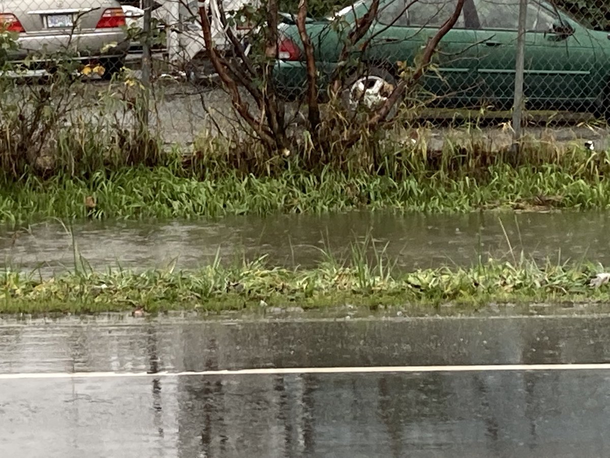 L’eau qui s’est accumulée dans le caniveau de la rue Riverside à Abbotsford en raison d’une 3e #rivièreatmosphérique est presque au même niveau que la route. #BCFLOOD #icicb