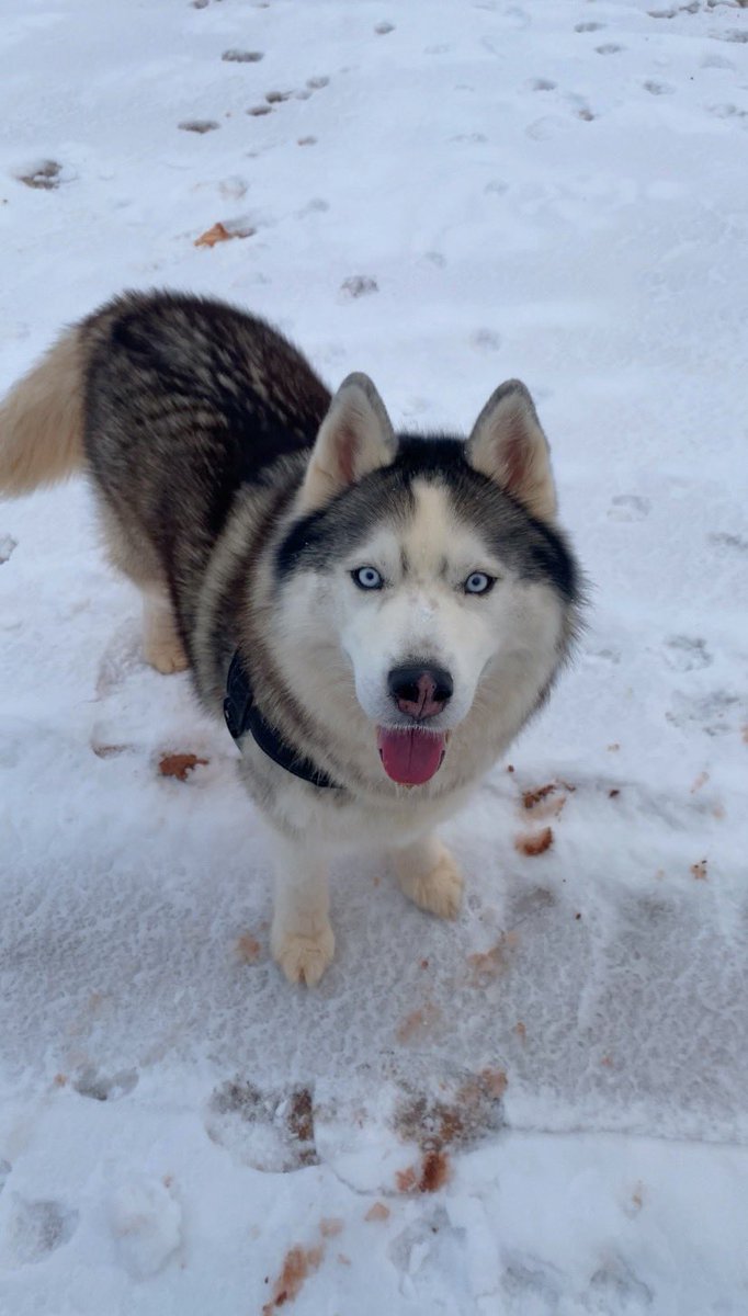 nxkimb's tweet photo. Harvey’s two speeds🐾 Husky season is here on PEI❄️📍PEI #winter #husky #pei #happyboy https://t.co/m3xEFP4kI5