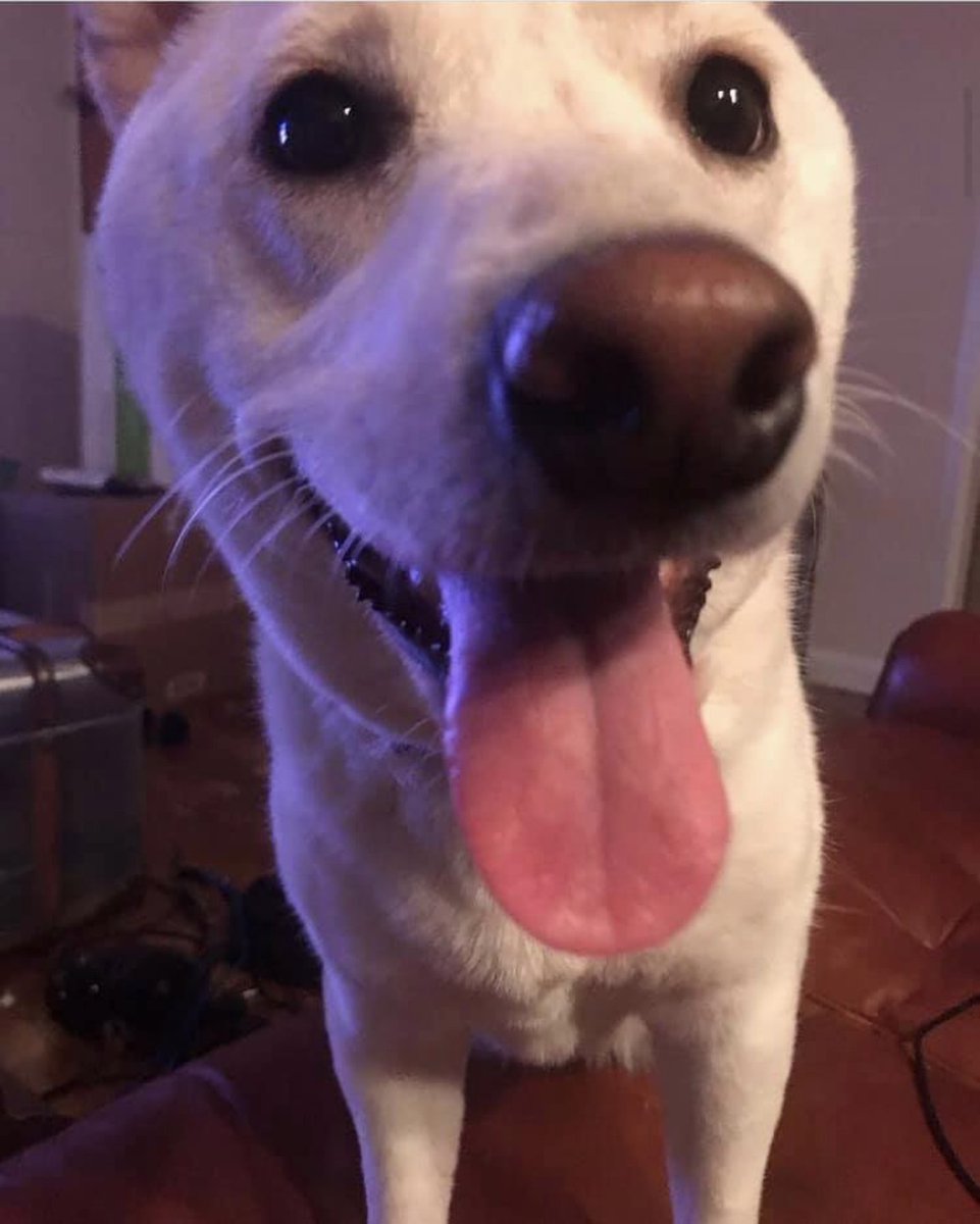 DJSHIBASCREAM's tweet photo. Henlo Twitterverse, we meet at last https://t.co/1FVckpnipf