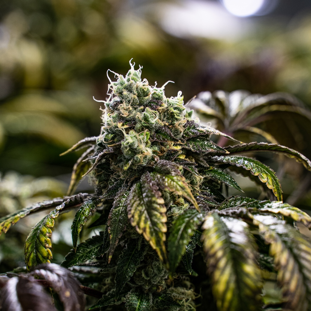 MuskokaGrown's tweet photo. Frosty and gassy. ⛽️❄️ Have you tried our fresh &amp; flavourful Chem OG? Now available in 3.5g, 14g, and pre-roll format. #MuskokaGrown #EverydayGas #ChemOG https://t.co/UoUWUcH7Bp