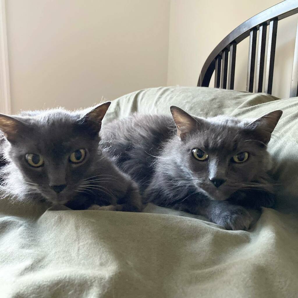 JodyCalkins's tweet photo. Brotherly love! They don’t usually cuddle together, despite their intense family loyalty, so I capture the moment when I can! Aren’t they adorable? 😻
#cats #writercats #brothers https://t.co/PiTFDk0ir3 https://t.co/uO4ESb3XVE