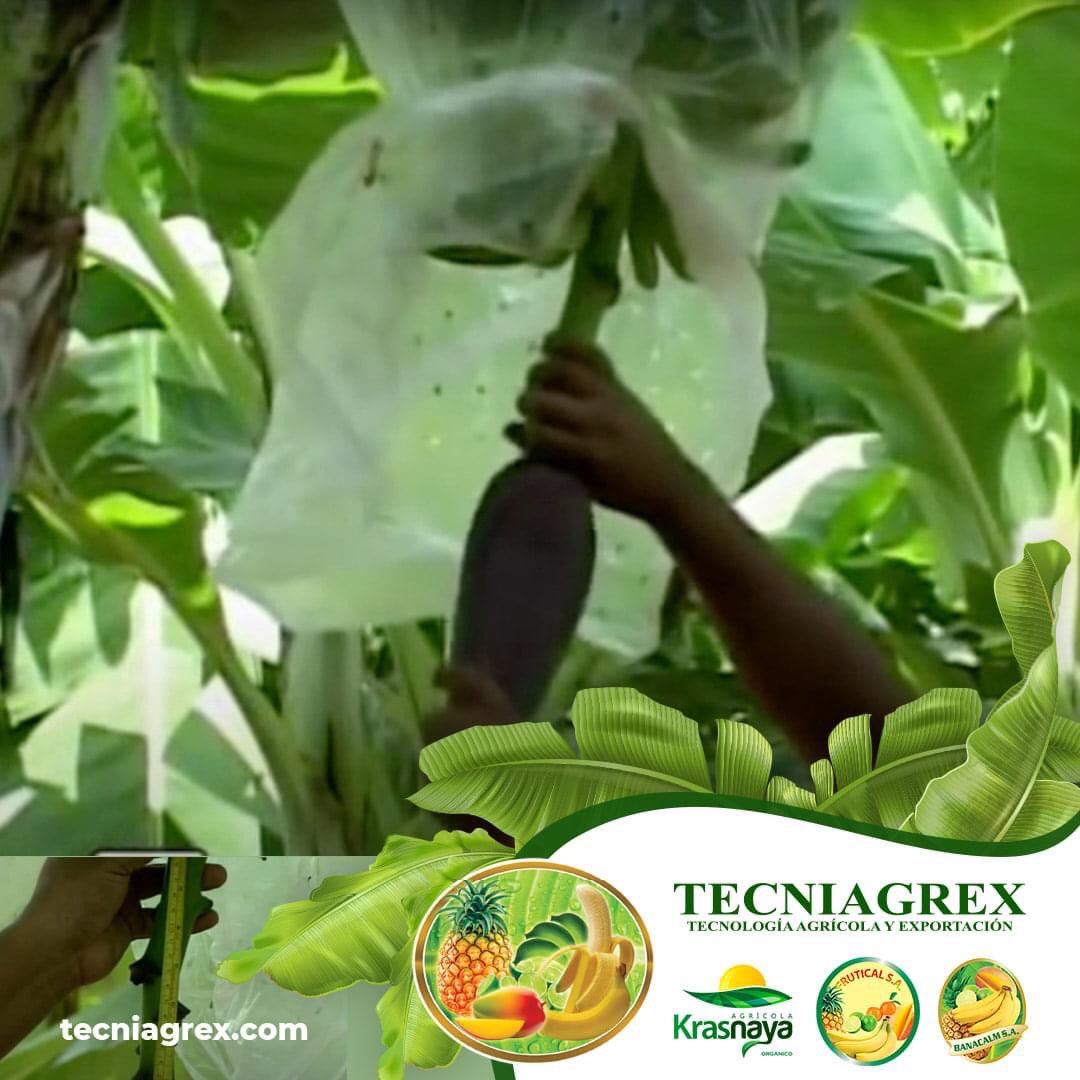 ELIMINACIÓN DE LA BELLOTA
Consiste en cortar manualmente la bellota a 20 cm de la última  mano.

#corporacionblarrion, #banana🍌, #mejorarbanano, #eliminacionbellota, #cosecha #Tecniagrex, #Frutical, #Banacalm y #Krasnaya, #Ecuador🇪🇨️, #Machala.