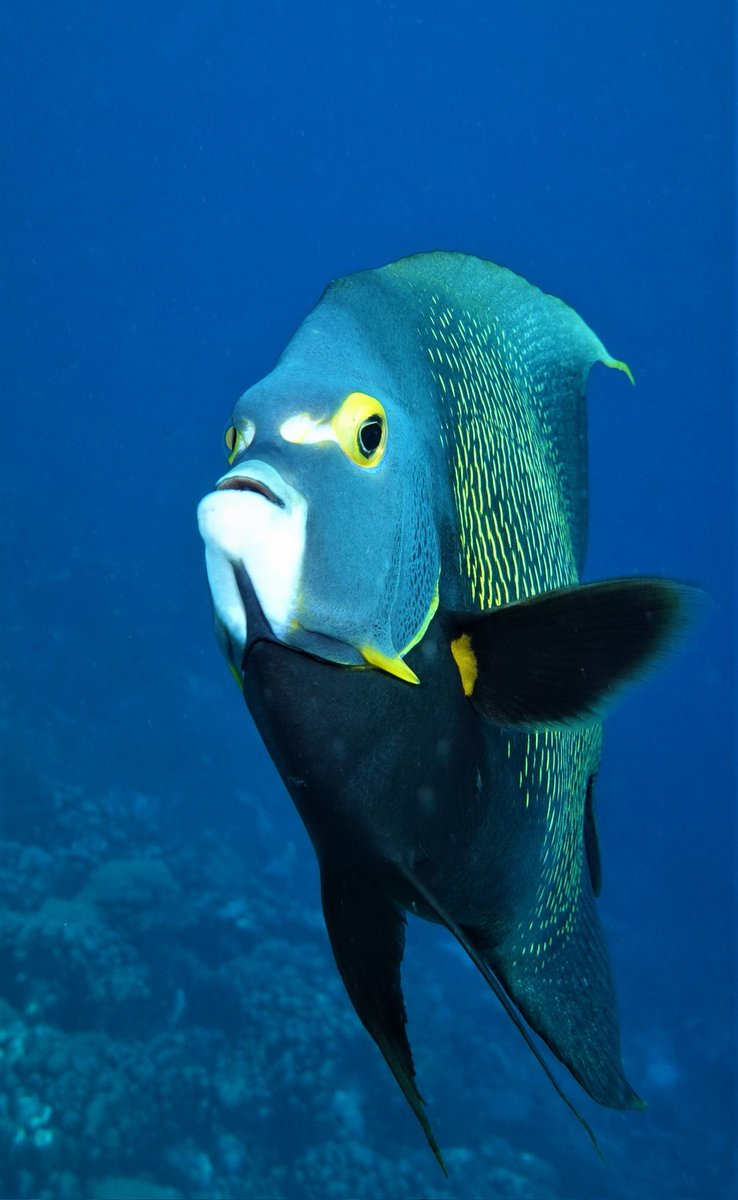 MediSub's tweet photo. And now for something completely different in these difficult times  .... #underwaterphotography #underwater #frenchangel #Bonaire #scubadiving https://t.co/S3eDEj7ySP