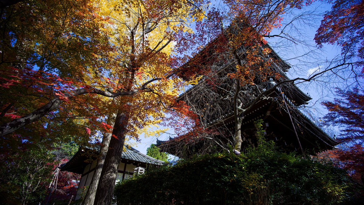 Jun_ichi_Uchida's tweet photo. 2021年、京都の紅葉
真如堂
撮影日 : 2021年11月26日
カメラ : HASSELBLAD X1D
レンズ : Voigtlander NOKTON 21mm f1.4 aspherical vm + Fotodiox mount adapter
#京都 #紅葉 #真如堂 #ハッセルブラッド #hasselblad #X1D #フォクトレンダー #voigtlander #nokton #fotodiox https://t.co/94YgSLxtqB