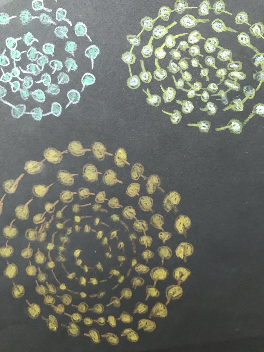 Amaia_Movie's tweet image. Year 6 worked so eagerly on these. They were shown how to blend rich colours and compose elegant patterns to create these terrific leaf-based designs.
#ColourPencil #NaturalFroms #IrregularPatterns #ColourBlending