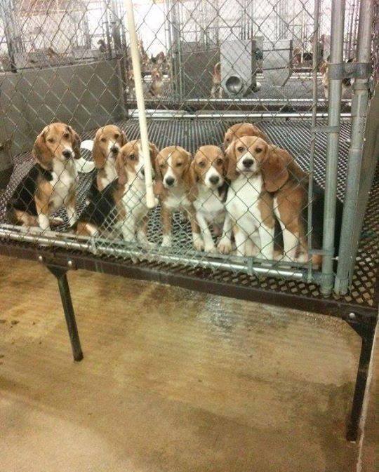 beaglefreedom tweet picture