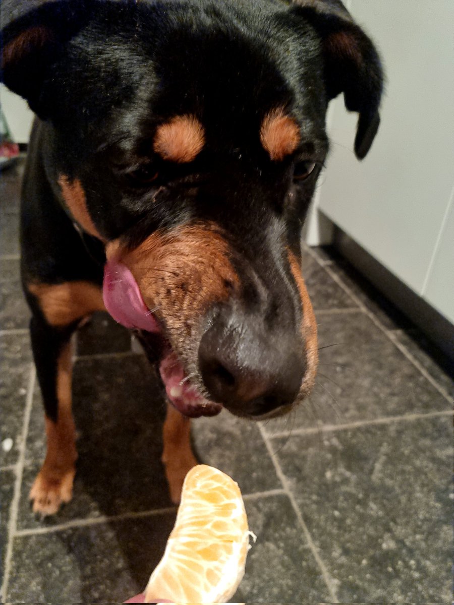 MaaikeWermer's tweet photo. Hond in de pot? Nee mandarijn in de pot voor de hond. Hij lust er wel pap van 😅 (net als van mango, banaan, appel, papaya etcetera😋). #tropischehond #westpointer #Curaçao #adoptdontshop 🐕🇨🇼 https://t.co/F9mXpwWXlB