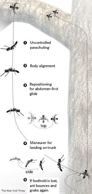 birdboy271's tweet photo. For my @UConnBehavior “That animal does WHAT??” project I started looking into the gliding behavior of arboreal neotropical ants in the genus Cephalotes. They position their legs and abdomen to direct their glide to their home tree before reaching the ground! https://t.co/Czt4wLeoiv