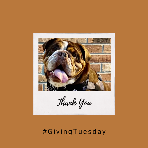 Bruiser was able to participate in #GivingTuesday this year and donated $545! Thank you for your consideration and support during this national day of giving. You are allowing for so many generations of Bulldogs to come to have unique experiences at Adrian College.