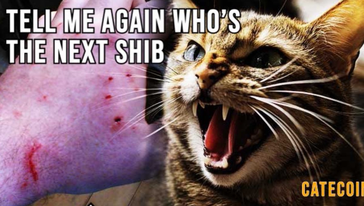 catecoin's tweet photo. $CATE is so much more than the next $SHIB🚀

CATECOIN:🐱🐾
- superior tokenomics
- play2earn gaming
- NFTs + marketplace coming
- DeFi - staking + hodl2earn
#catecoin #nextshib #100xgem https://t.co/YCMlB9hRxm