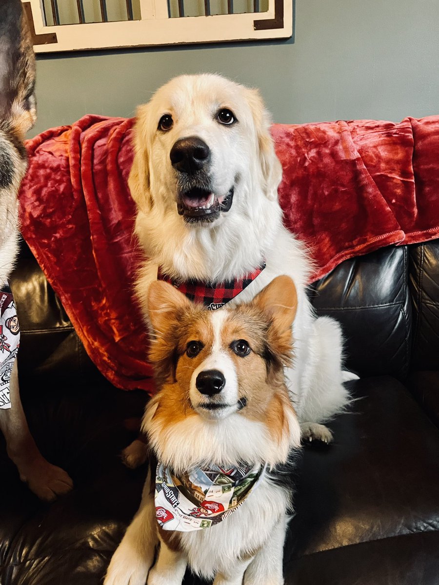 tabbicat_'s tweet photo. My fur babies have my ❤️ https://t.co/ezdOF6Yxwn