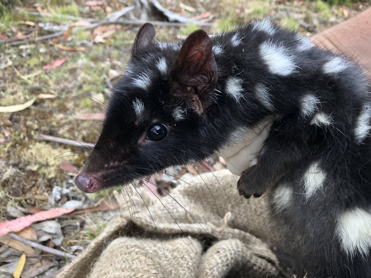 davidghamilton1's tweet photo. Weβre off to do some exciting quoll science tomorrow!
Eastern quolls have undergone large declines in Tasmania - @Tas_Land, in collaboration with @RewildingOZ & the Tasmanian Quoll Conservation Program is helping investigate ways to help address those declines https://t.co/HyMtSRM74f