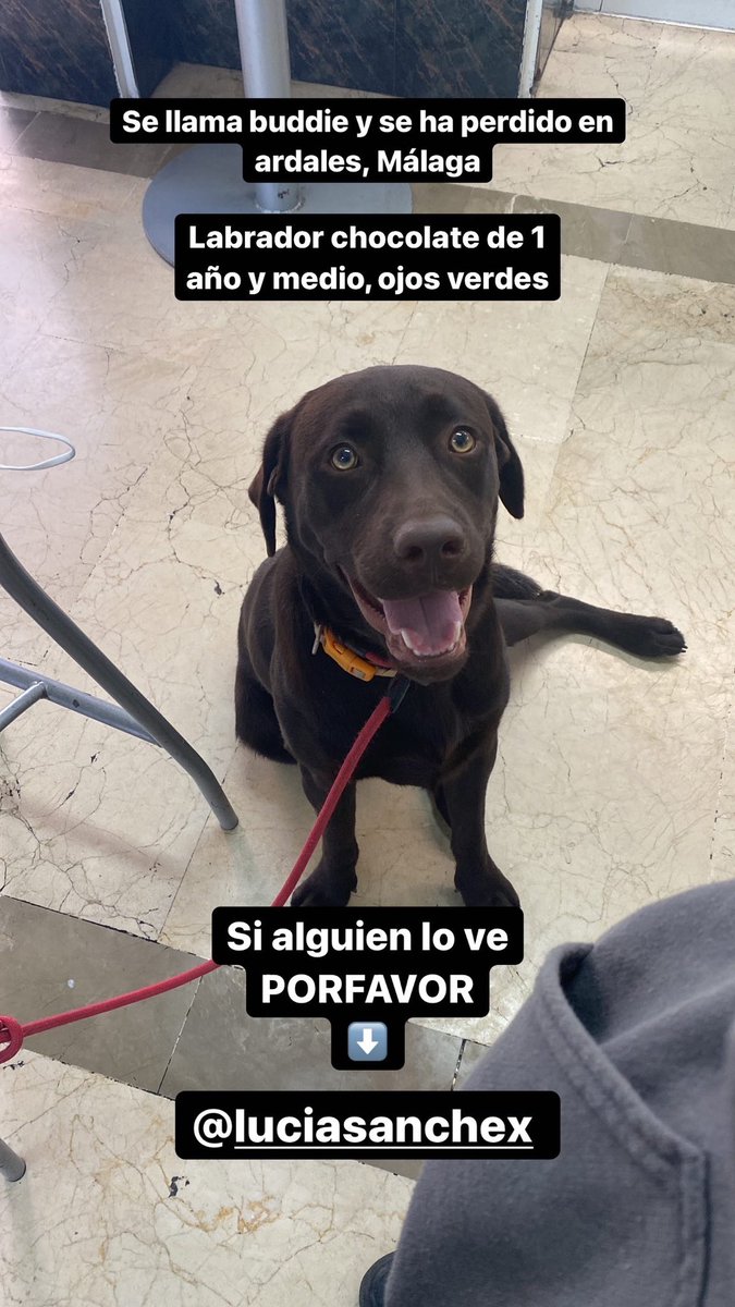 luciasanchexx's tweet photo. Se ha perdido mi perro en Ardales, Málaga
POR FAVOR DIFUNDID. https://t.co/Ol9BHvInQf