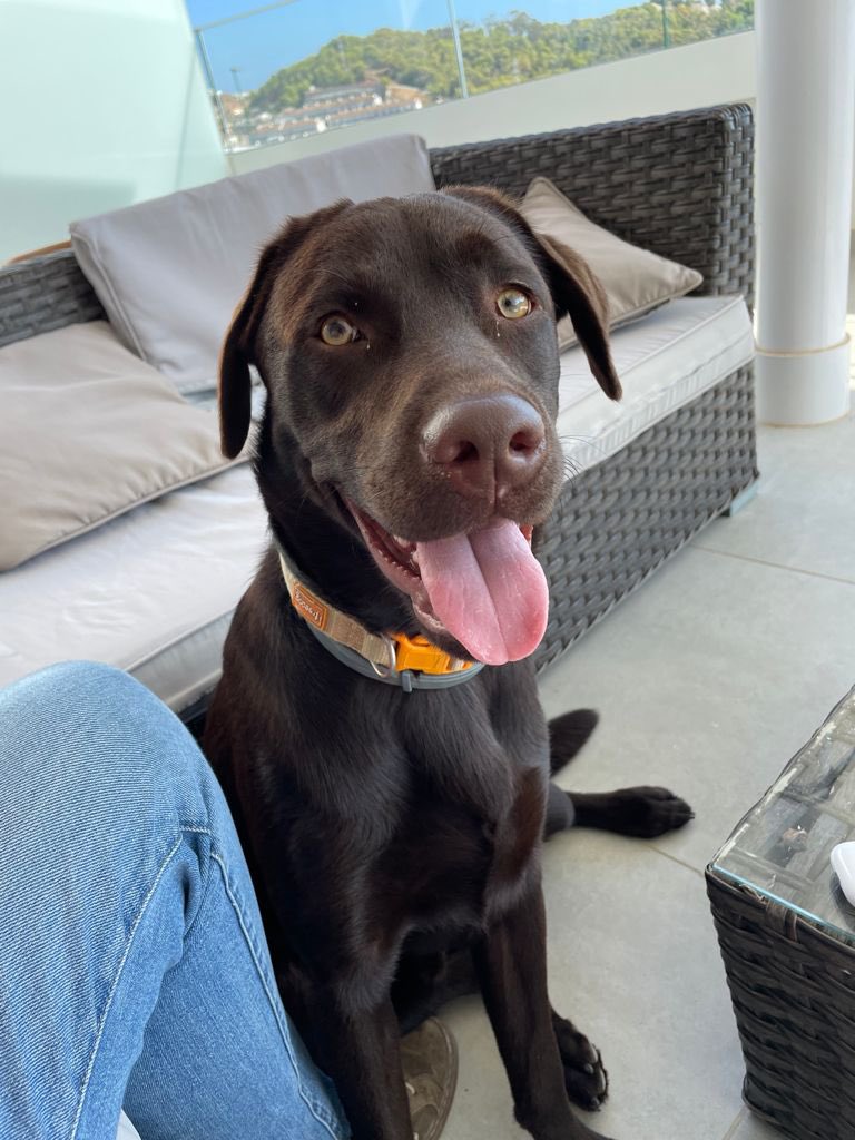 luciasanchexx's tweet photo. Se ha perdido mi perro en Ardales, Málaga
POR FAVOR DIFUNDID. https://t.co/Ol9BHvInQf
