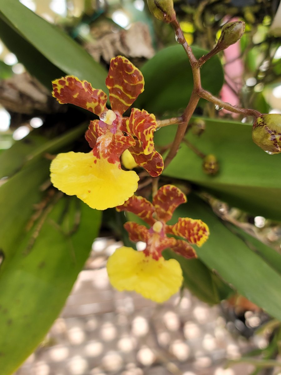 ConnieYurkus's tweet photo. It's possibly Oncidium Kuquat x Haematochilum. The pictures online seem to be a perfect match. #orchids #Oncidium #Trichocentrum #flowers https://t.co/dj0Pzci4p7