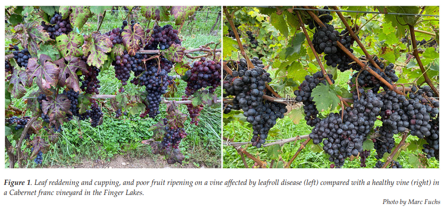 GrapeResearch's tweet photo. In the first #fieldtrial of its kind, @Cornell scientists tested using #rogueing and insecticides, separately or together, to reduce #leafrollvirus. Over 5 years, rogueing and rogueing+insecticide brought infected vines to less than 1%. #graperesearch https://t.co/OAiKnW5lHv https://t.co/73rvrWpVM1