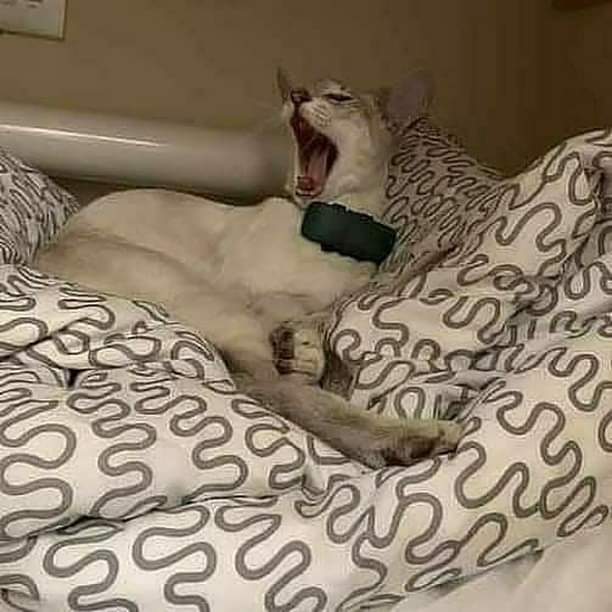 petsarefound's tweet photo. #TongueOutTuesday - #FindKobe - #STOLEN

£2,000 #REWARD for return of #HelpFindKobe

#StolenCat : https://t.co/jWT2jPEfKy
Lilac Male Siamese Cat, #missing from Plaxtol, 
#Sevenoaks TN15 #Kent in #England #UK

#LostCat #SiameseCat #MissingCat #StolenCats #UKcats #CatsOfUK #Plaxtol https://t.co/GBBgfx60yg