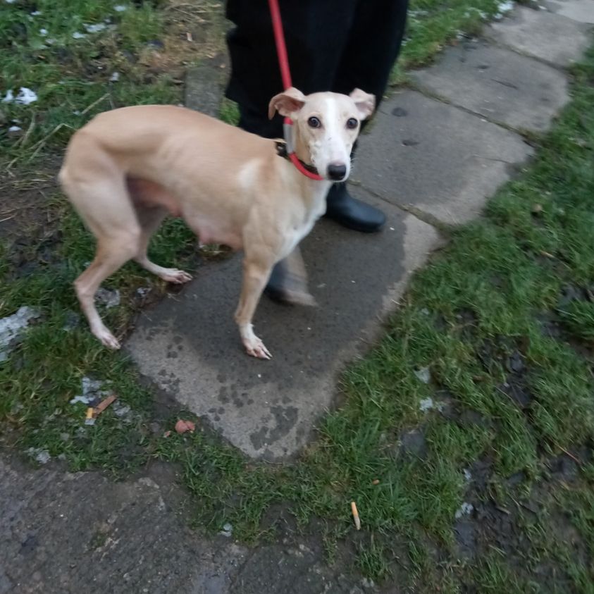 The_Animal_Team's tweet photo. Female #StrayDog #found in #NewtonAycliffe #CountyDurham 29/11/21. Now with #StrayAid. Proof of ownership required. https://t.co/UmXm7FZVSk #FoundDog #dogs #dogsoftwitter https://t.co/nNLjuQgLPL