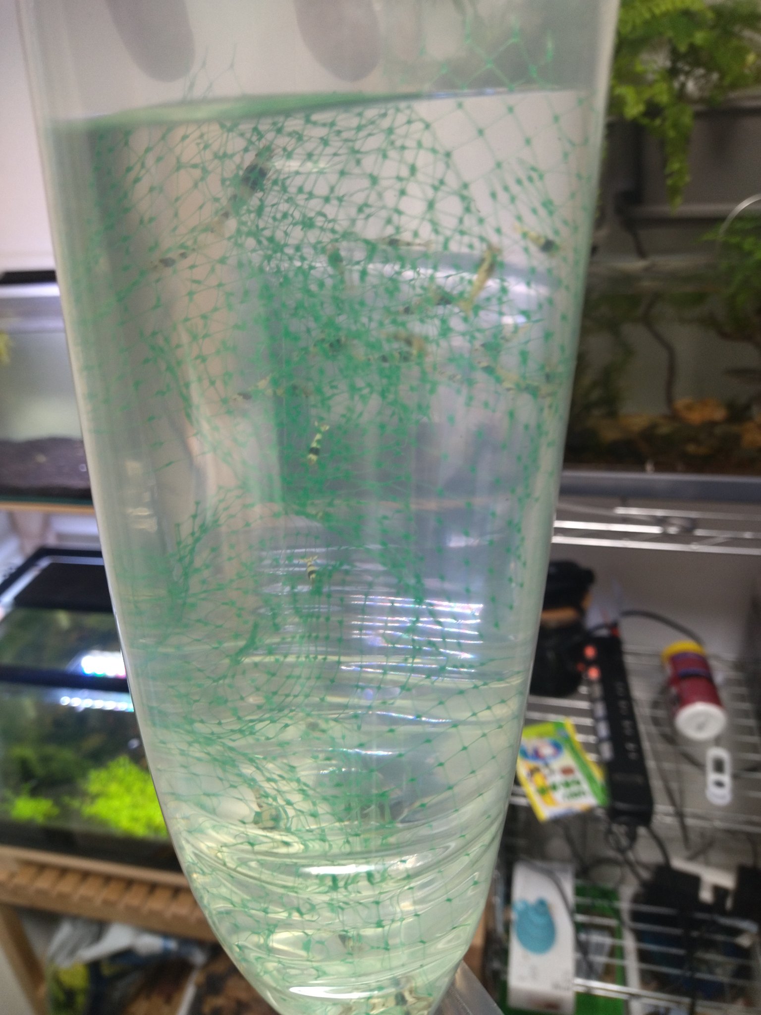 海老仙人 Shrimpsennin Twitter