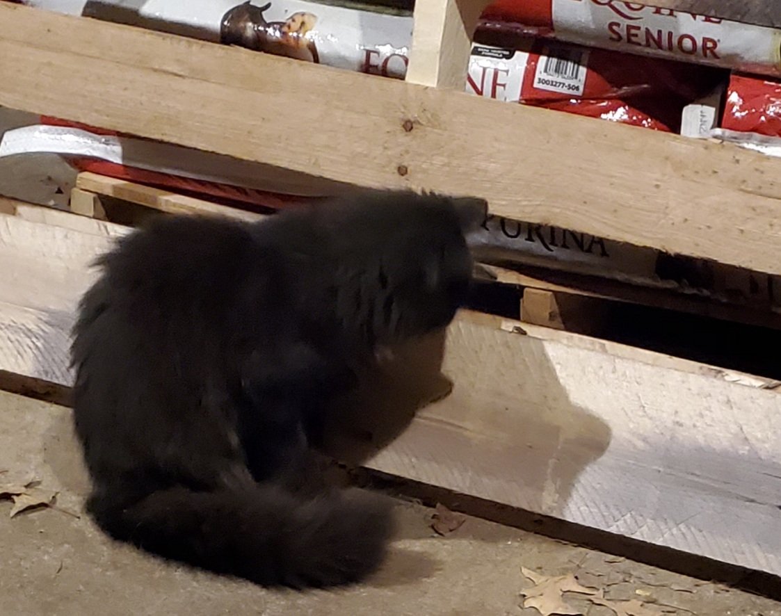 bitflighty's tweet image. I should have hit record...
Little 6 month old Raven was leaning in to sniff a stink bug.
She did the gag reflex response 
🤣🤣🤣🤣
