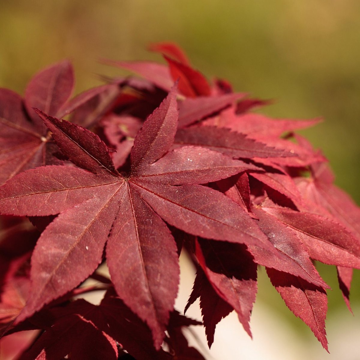 __BenHarris__'s tweet photo. @snapchatsupport my friend’s account just got permanently banned for posting a Japanese maple leaf and made a joke that it looked like a weed leaf...he’s a literal arborist...are you joking? https://t.co/MXcincOs44