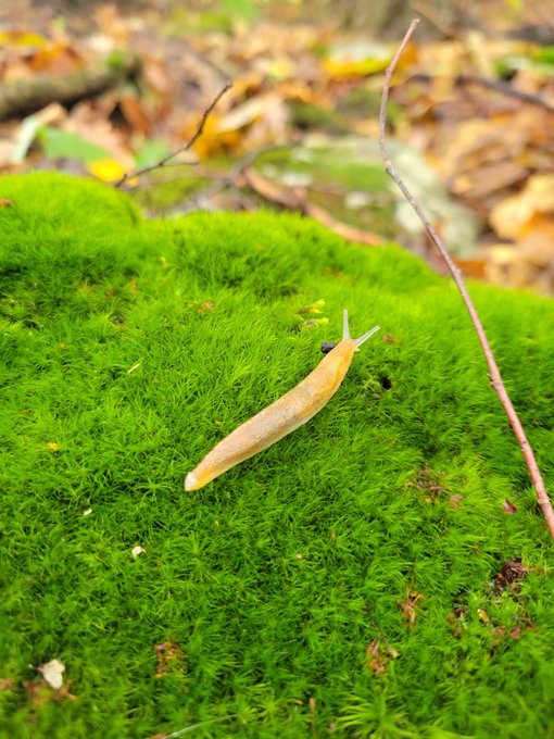 Some photos from around my property....I love moss and mushrooms 🍄 https://t.co/DqP3De6Wf0