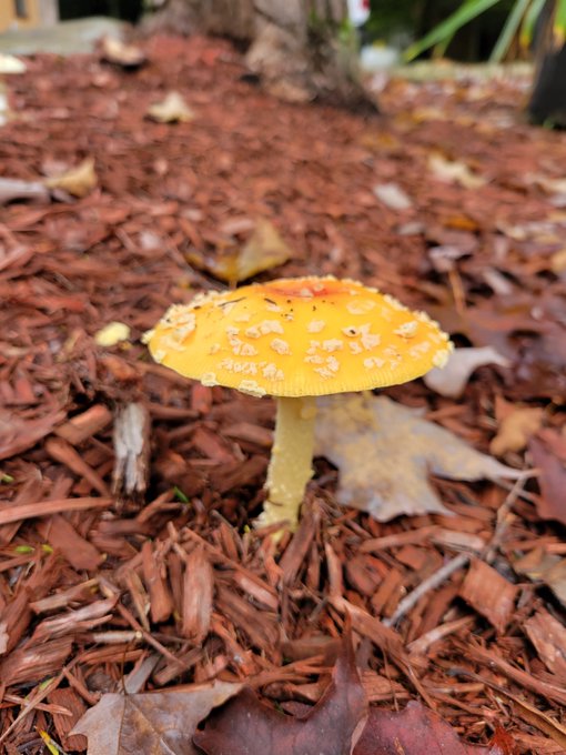 Yellow Amanita muscaria grows in my yard 💛 who wants to go to wonderland https://t.co/pTPzCUllHv