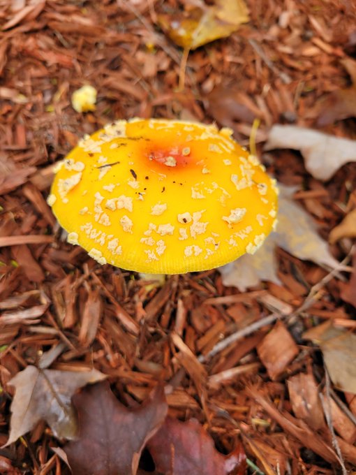 Yellow Amanita muscaria grows in my yard 💛 who wants to go to wonderland https://t.co/pTPzCUllHv