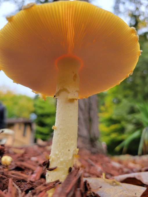 Yellow Amanita muscaria grows in my yard 💛 who wants to go to wonderland https://t.co/pTPzCUllHv