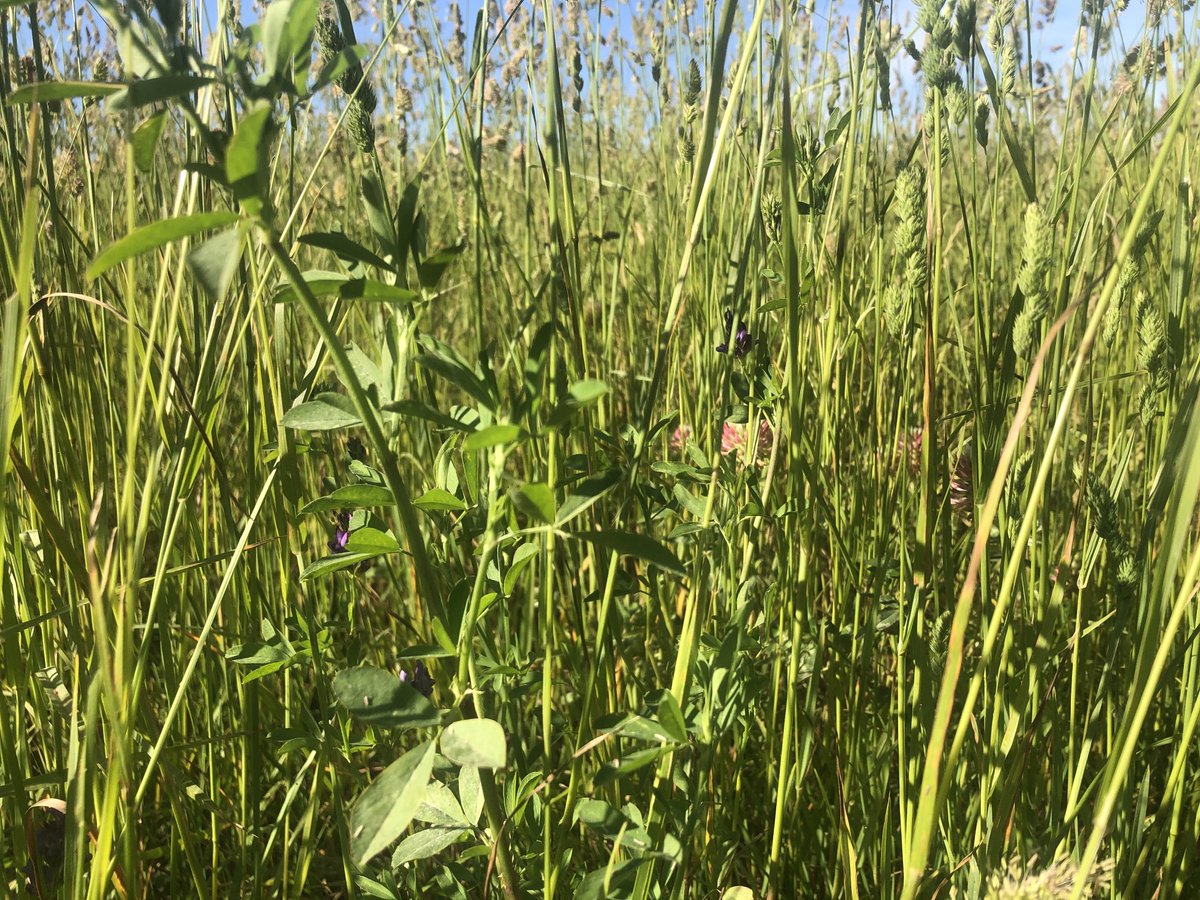 RuthRead13's tweet photo. Priority 2 paddocks grazed and then going into. Longer feed a priority 6 paddock we will make into silage as have ample feed and not enough mouths https://t.co/F0QxSZqKa5