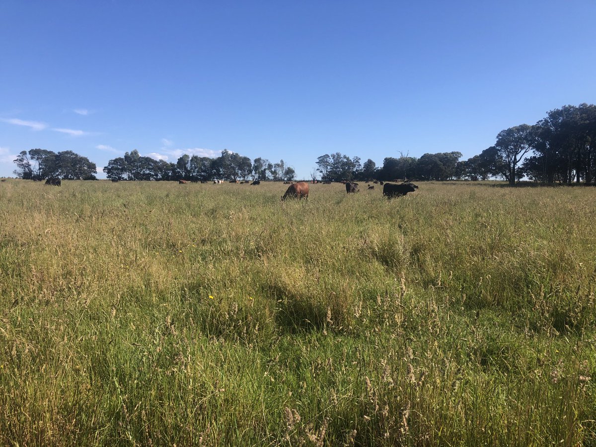 RuthRead13's tweet photo. Priority 2 paddocks grazed and then going into. Longer feed a priority 6 paddock we will make into silage as have ample feed and not enough mouths https://t.co/F0QxSZqKa5