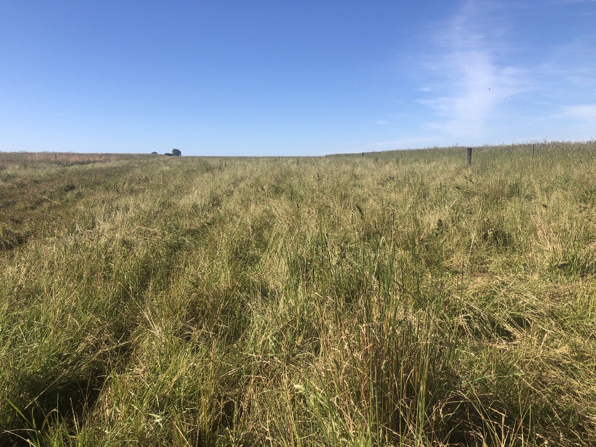RuthRead13's tweet photo. Priority 2 paddocks grazed and then going into. Longer feed a priority 6 paddock we will make into silage as have ample feed and not enough mouths https://t.co/F0QxSZqKa5