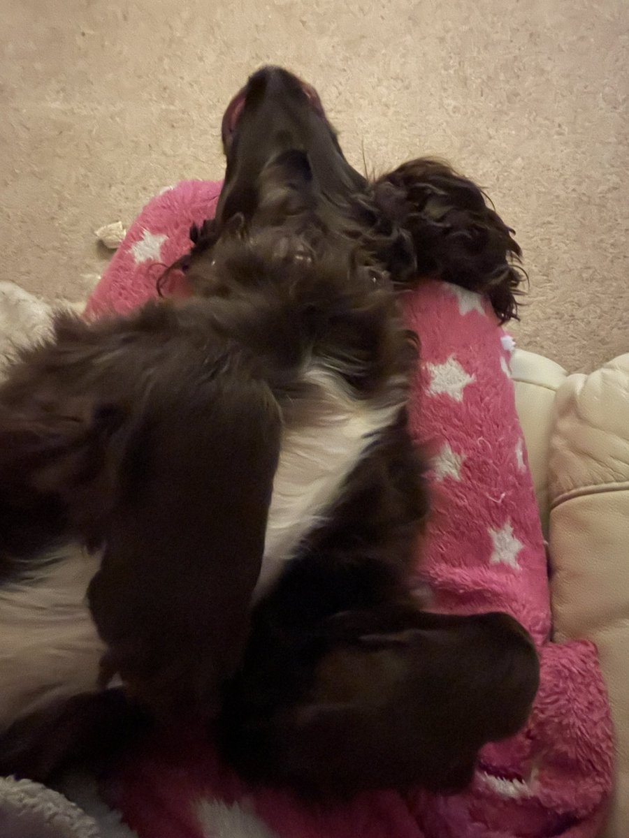 msparkled's tweet photo. Comfy Jarvis? #JarvisTheCockerSpaniel https://t.co/hSxgwkErn0