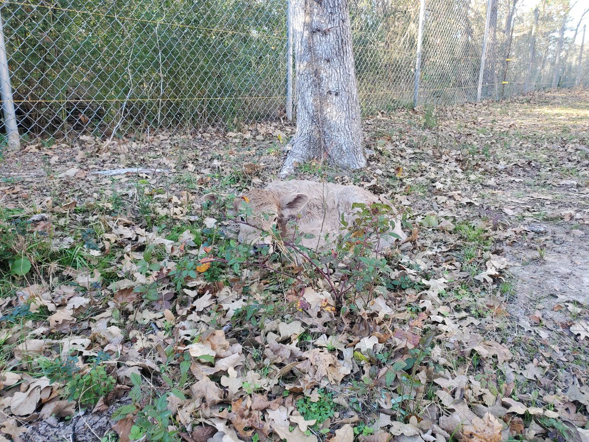 Can you find Maggie? 🐮