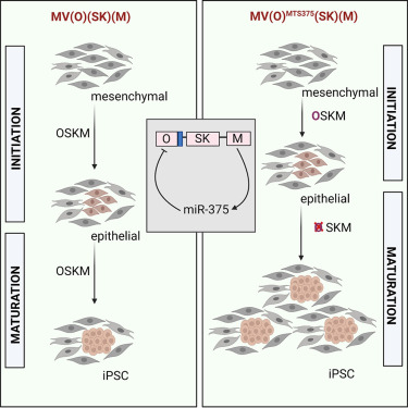 MolTherapy's tweet image. #MiRNA-mediated control of exogenous OCT4 during mesenchymal-epithelial transition increases measles vector reprogramming efficiency, @MayoClinic researchers reported in @MolTherapy Methods and Clinical Development (#MTM). bit.ly/3lplyGP