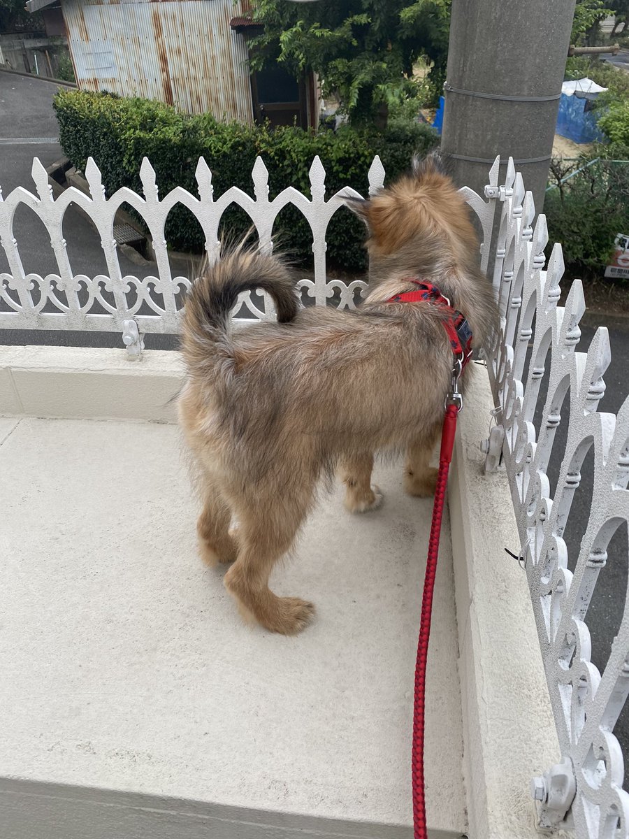 覗きたい👀🐶
お外が気になるのの
#犬のいる暮らし #いぬ