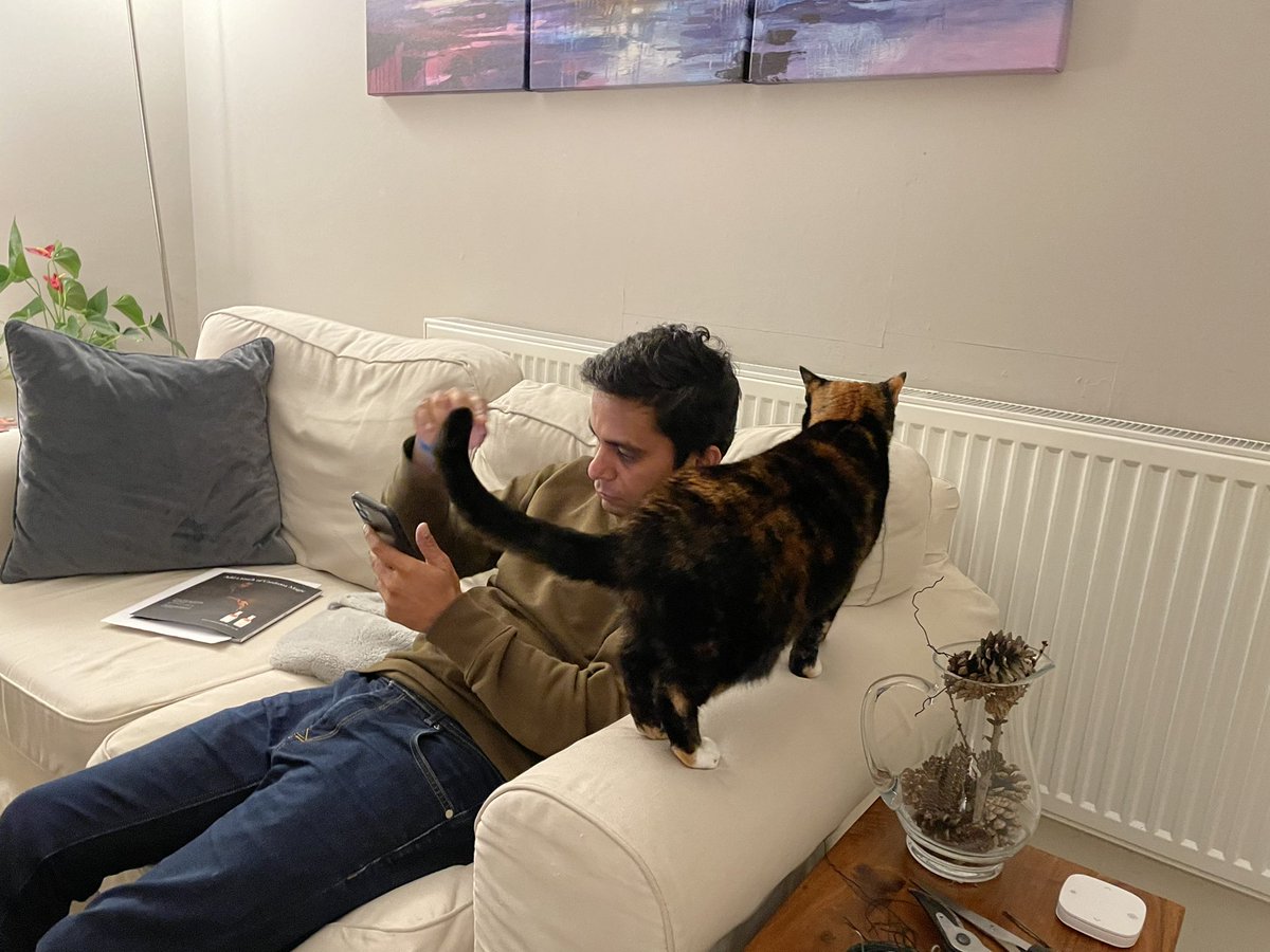 AriadnCuxirimay's tweet photo. On days when everything you do to get the staff’s attention and they just keep looking at the screen, I do find myself contemplating sinking my teeth into something. Like an ear.
#RememberYourPriorities #YouHaveOneJob #CatsOfTwitter https://t.co/Mje44Dyrc0