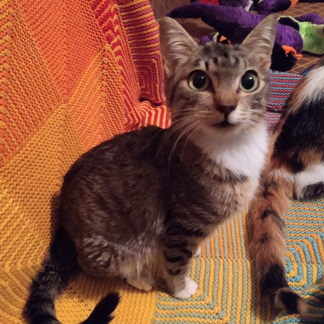 Happy Tails Pet Sanctuary tweet media