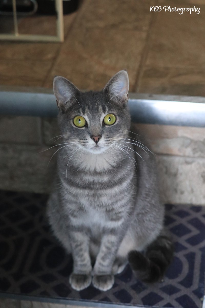 kecolwell's tweet photo. Gretchen came to us a little over 4 months ago. She is close to a year old, has the sweetest personality and is cute as a button!
#Gallowells #GallowellCats #TabbyCats #CatsofTwitter https://t.co/ZwQdsJhE9O
