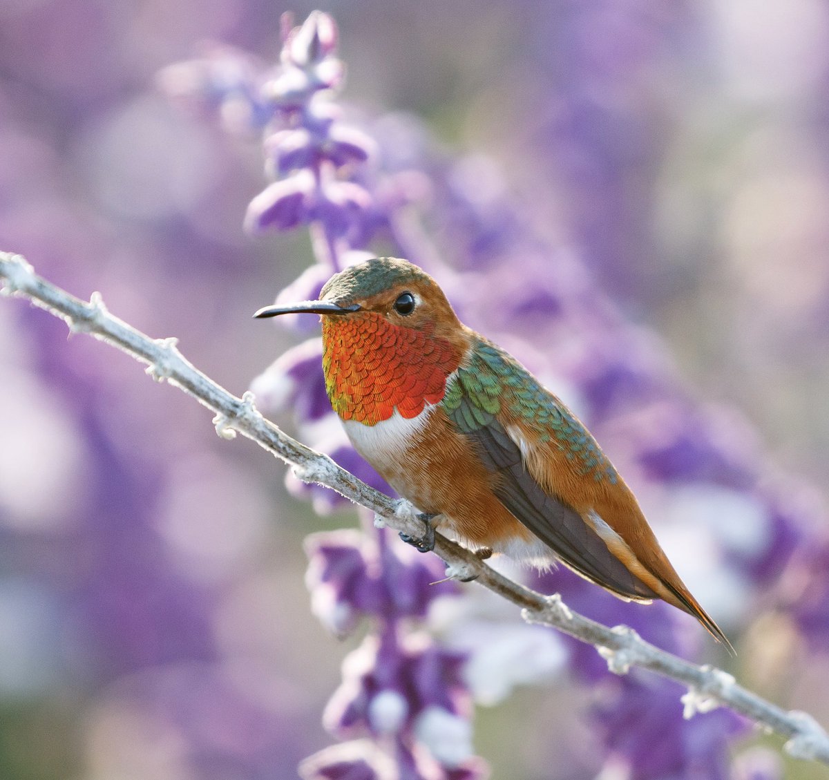 Not to be controversial, but hummingbirds are really beautiful.
#AllensHummingbird