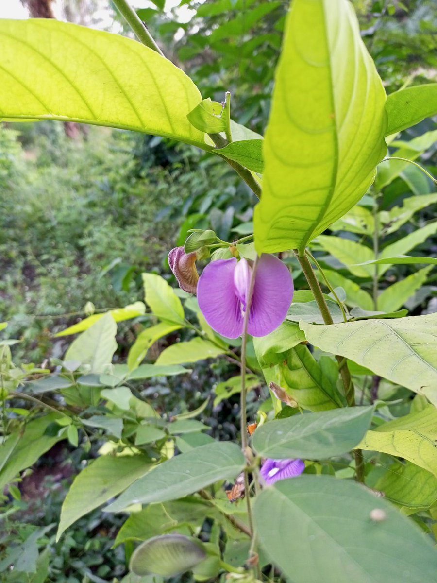 30 nov. 2021, il y a six ans que j'entrais timidement dans le monde de #Twitter. Depuis, j'ai modestement franchi le cap de 60.000 abonnes. Pour vous dire MERCI, voici une #fleur spontanee aperçue ce jour, dans une broussaille de #Boffa, ou je faisais une promenade ecolo. #Guinee
