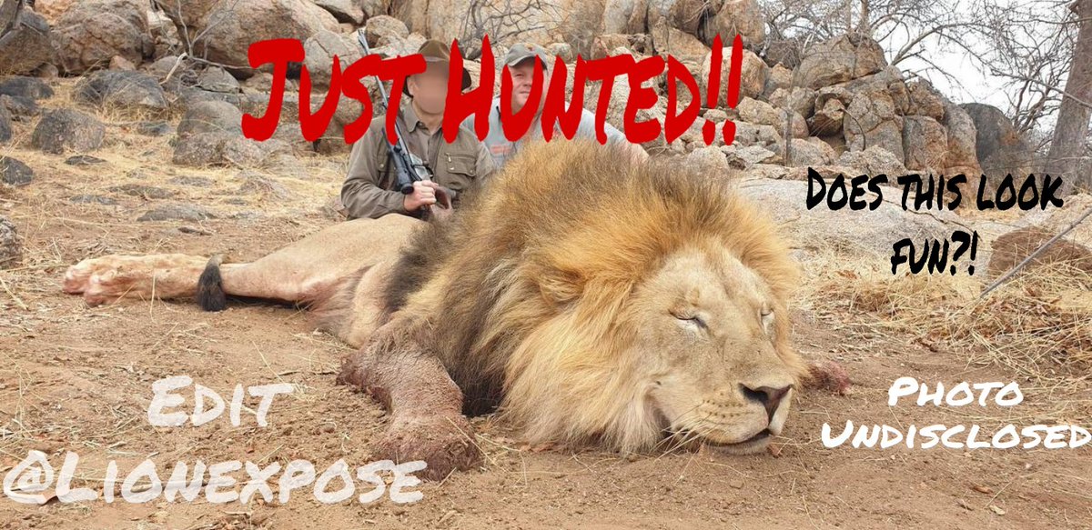 LionExpose tweet media