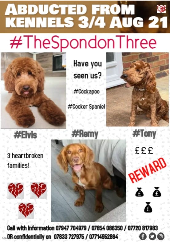 Please don't forget #TheSpondonThree #dogs #dogsoftwitter #MissingDogs #StolenDogs