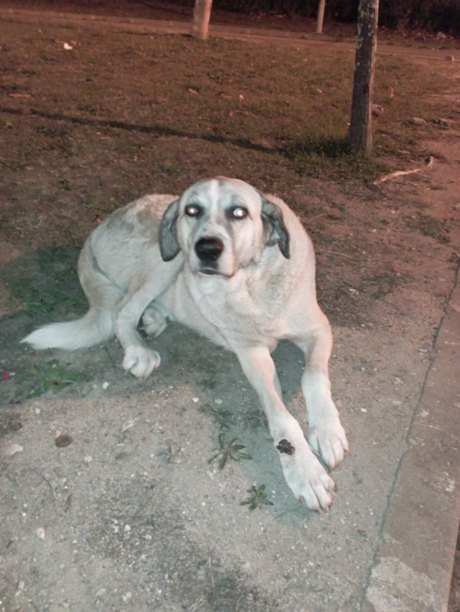 GRÂNDOLA ⚠️
Este cão encontra-se no parque do Continente, parece abandonado.
Assustado, com fome e ferido, mas meigo e submisso, pq deixou dar-lhe mimos e estar ao lado enquanto o alimentei.
Partilhem para que possa chegar a alguém que tenha espaço e possibilidades para o acolher