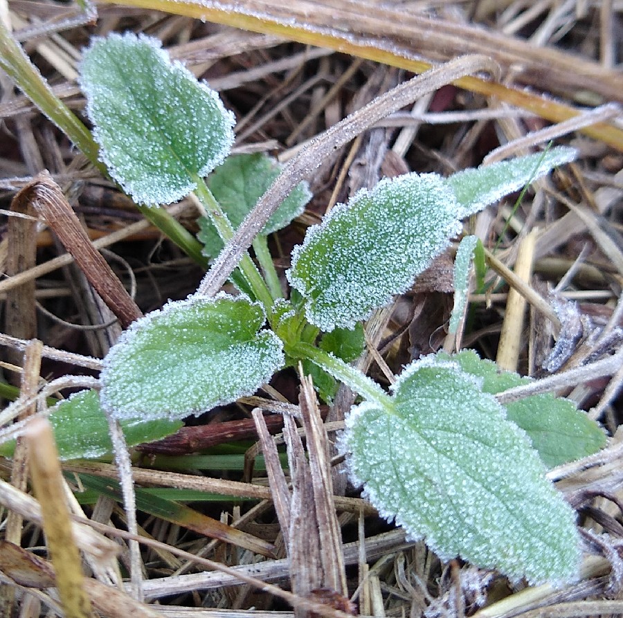 First frost. Such a light one I had to go looking for it this morning, but I found a few frosty patches. No damage visible.